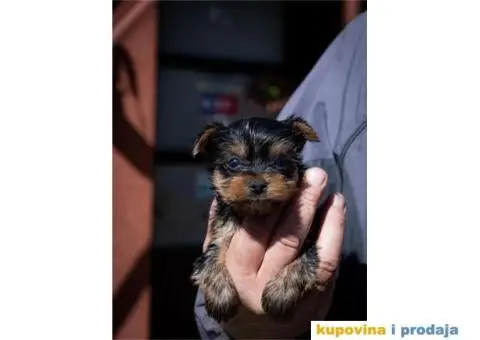 Mini Yorki štenci - 1/4