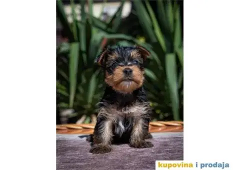 Mini Yorki štenci - 3/4