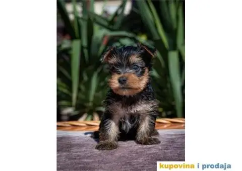 Mini Yorki štenci - 4/4