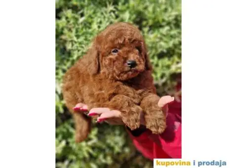 U ponudi Toy crvene pudle - 1/4