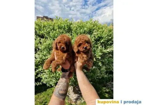 U ponudi Toy crvene pudle - 2/4