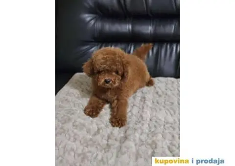 U ponudi Toy crvene pudle - 3/4