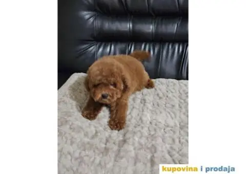 U ponudi Toy crvene pudle - 4/4