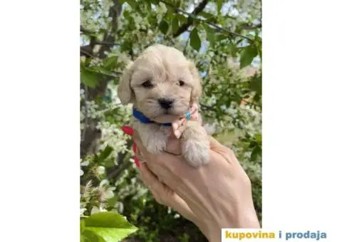 Maltipoo prelepi stenci + POKLON - 1/10