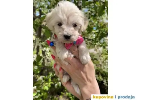 Maltipoo prelepi stenci + POKLON - 2/10