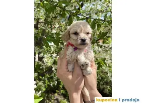 Maltipoo prelepi stenci + POKLON - 3/10