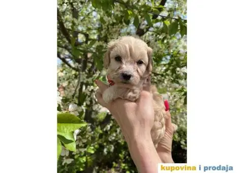 Maltipoo prelepi stenci + POKLON - 4/10