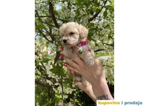 Maltipoo prelepi stenci + POKLON - 5/10
