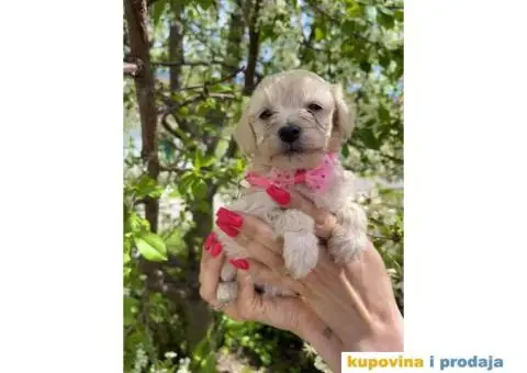 Maltipoo prelepi stenci + POKLON - 6/10