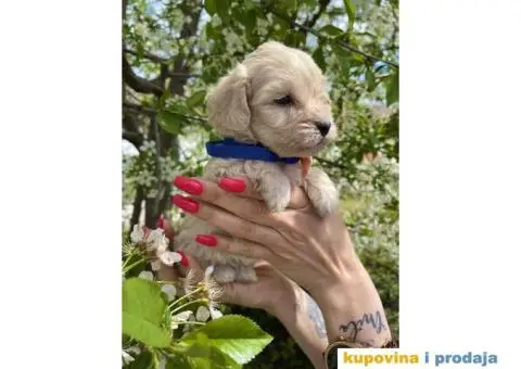 Maltipoo prelepi stenci + POKLON - 9/10