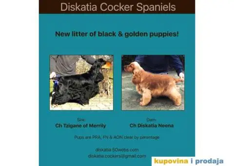 Koker Spanijel, stenad sampionskog porekla