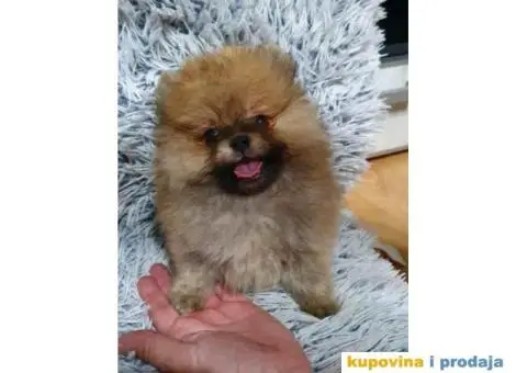 BOO pomeranci, cistokrvne bebe - 1/4