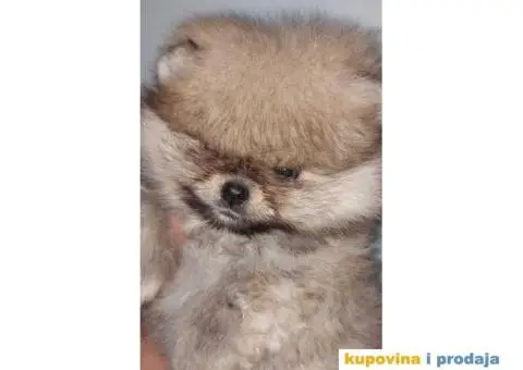 BOO pomeranci, cistokrvne bebe - 2/4