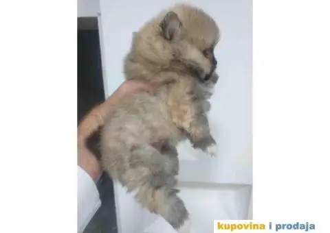 BOO pomeranci, cistokrvne bebe - 3/4