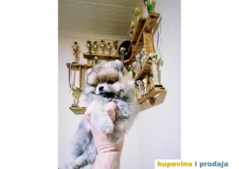 BOO pomeranci, cistokrvne bebe - 4/4