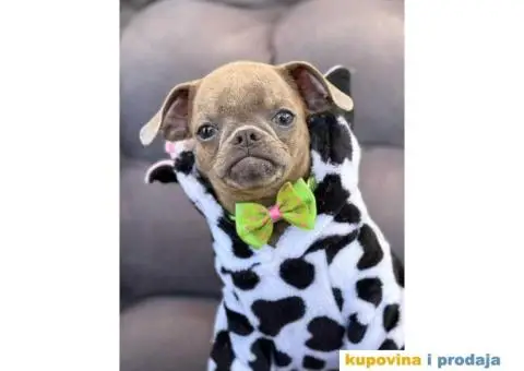 Stenci griffona. oba pola - 1/11