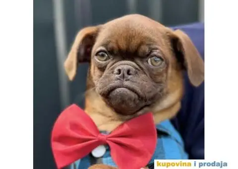 Stenci griffona. oba pola - 2/11