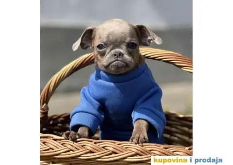 Stenci griffona. oba pola - 4/11