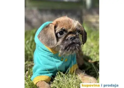 Stenci griffona. oba pola - 5/11