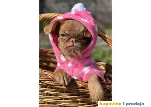 Stenci griffona. oba pola - 6/11