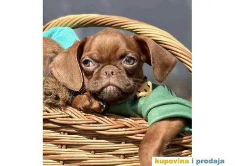 Stenci griffona. oba pola - 7/11