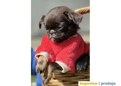 Stenci griffona. oba pola - 8/11