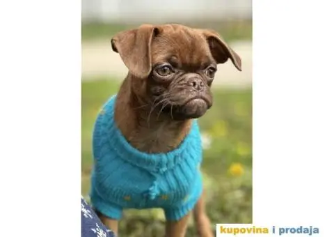 Stenci griffona. oba pola - 9/11