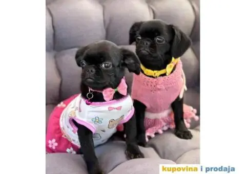 Stenci griffona. oba pola - 11/11