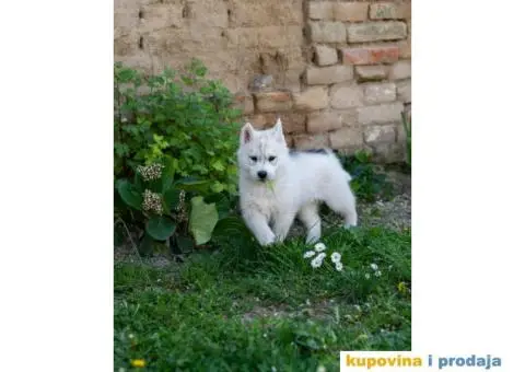 Sibirski Haski prelepo žensko štene - 1/9