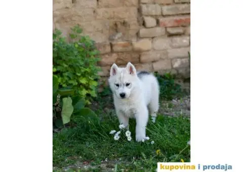 Sibirski Haski prelepo žensko štene - 2/9