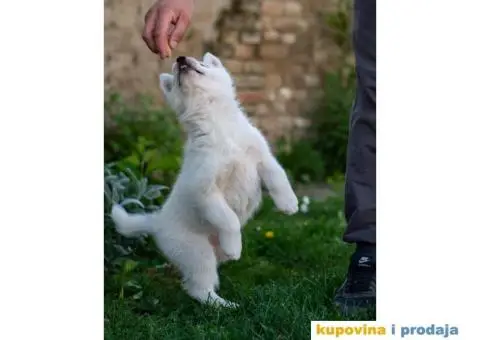 Sibirski Haski prelepo žensko štene - 3/9