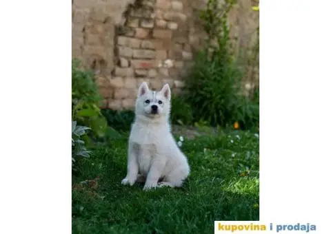 Sibirski Haski prelepo žensko štene - 4/9