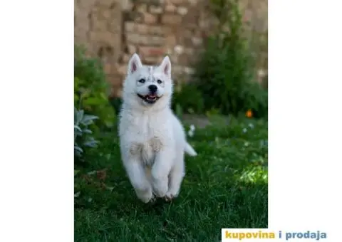 Sibirski Haski prelepo žensko štene - 5/9