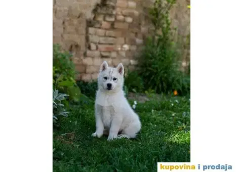 Sibirski Haski prelepo žensko štene - 6/9