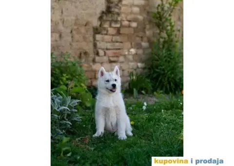 Sibirski Haski prelepo žensko štene - 7/9