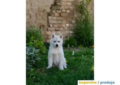 Sibirski Haski prelepo žensko štene - 8/9