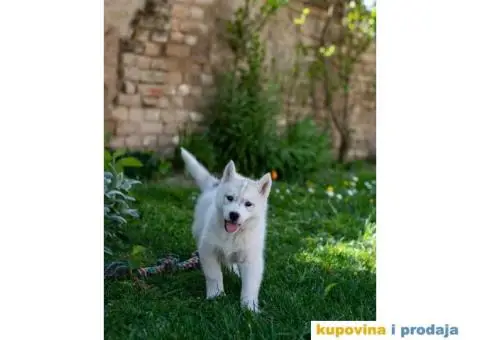 Sibirski Haski prelepo žensko štene - 9/9