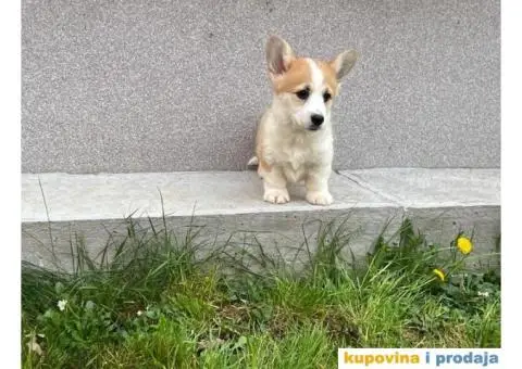 Velški korgi - pembrok PRELEPI štenci - 1/7