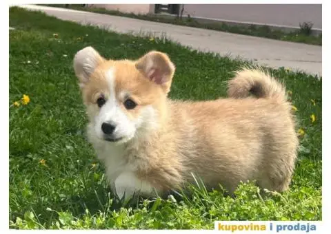 Velški korgi - pembrok PRELEPI štenci - 2/7