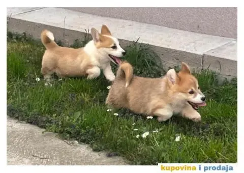 Velški korgi - pembrok PRELEPI štenci - 3/7