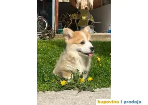 Velški korgi - pembrok PRELEPI štenci - 4/7