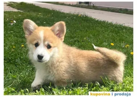 Velški korgi - pembrok PRELEPI štenci - 5/7