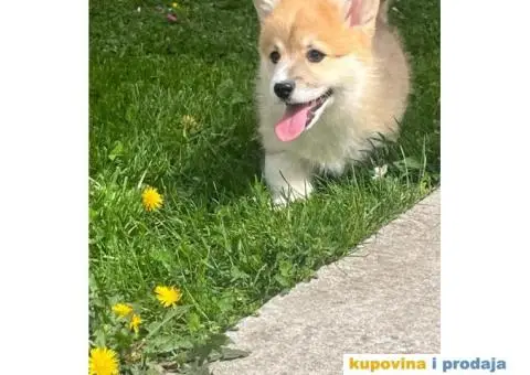 Velški korgi - pembrok PRELEPI štenci - 6/7