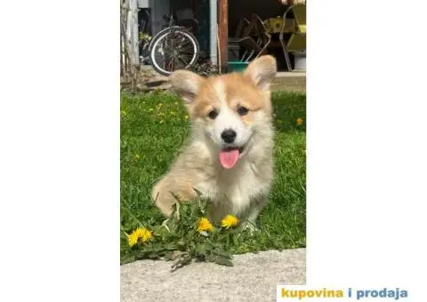 Velški korgi - pembrok PRELEPI štenci - 7/7