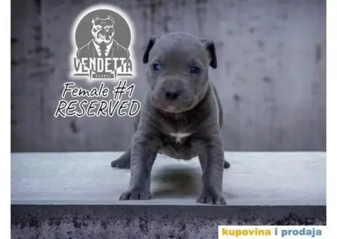 Američki pit bul terijer štenci - 1/12