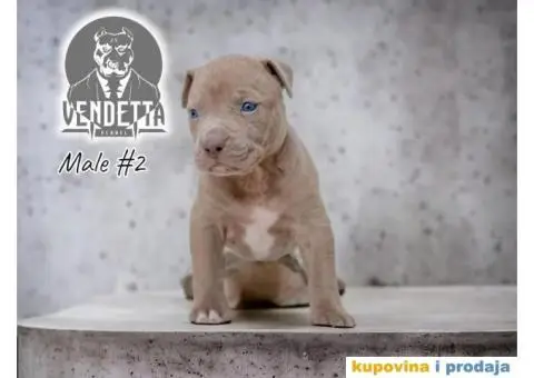 Američki pit bul terijer štenci - 2/12