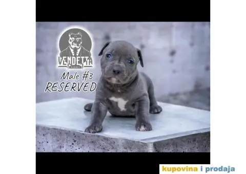 Američki pit bul terijer štenci - 3/12