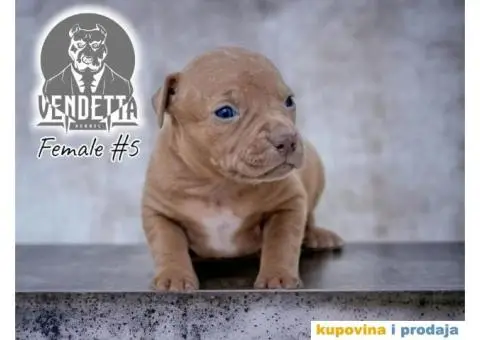 Američki pit bul terijer štenci - 4/12