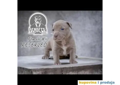 Američki pit bul terijer štenci - 5/12