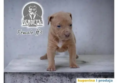 Američki pit bul terijer štenci - 6/12